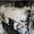 Pilot Boat 13m 1981 - Image 4